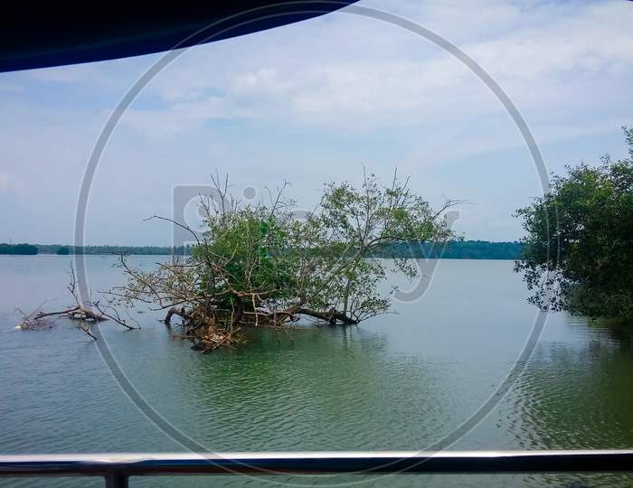 Green Plants Growing Above The Water Surface Of Ashtamudi Lake In Kerala. Kerala Backwaters.