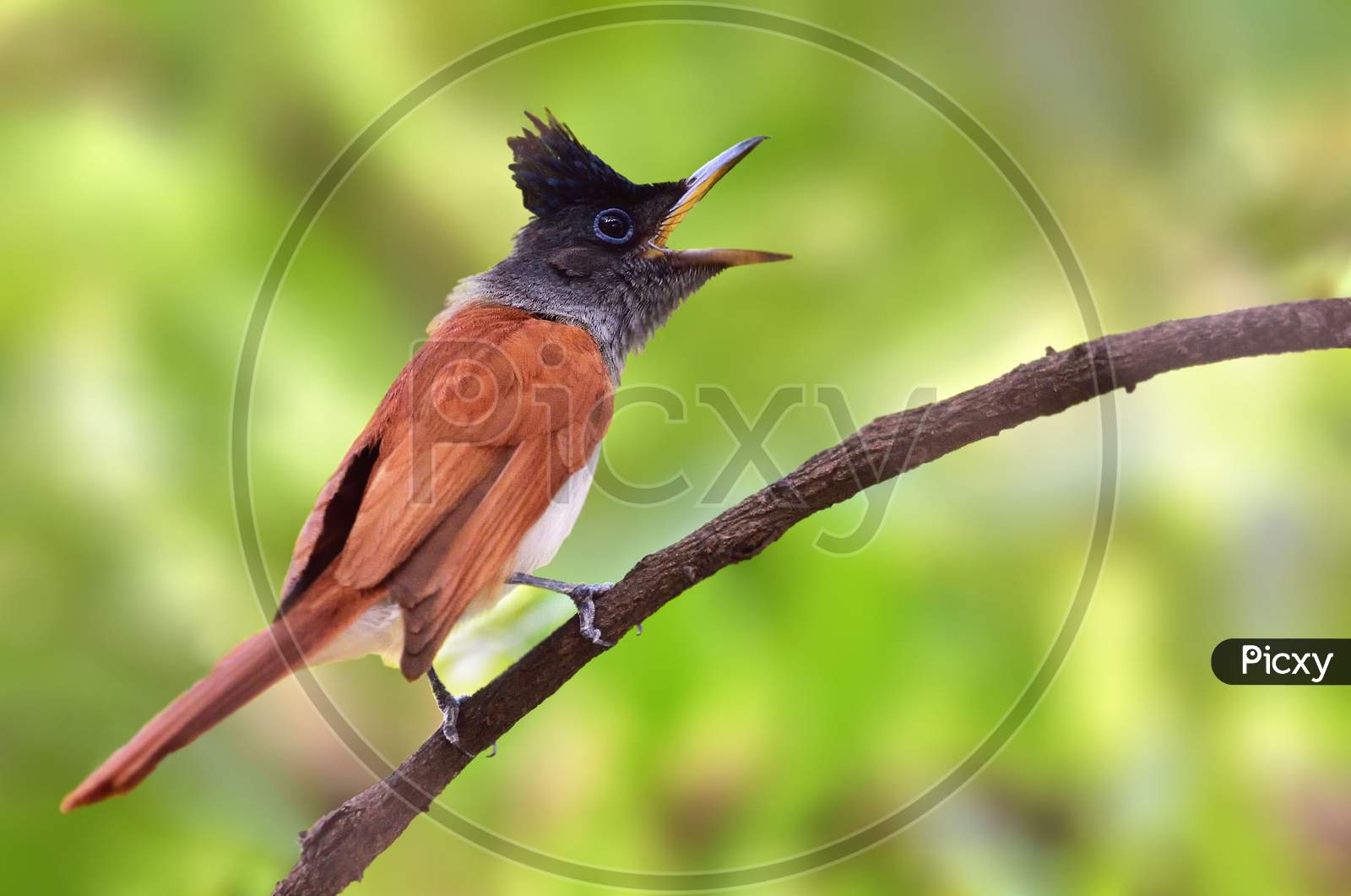 Asian Or Indian Paradise Flycatcher