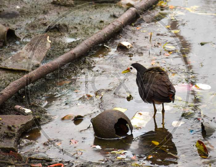 White breasted waterhen at pond.