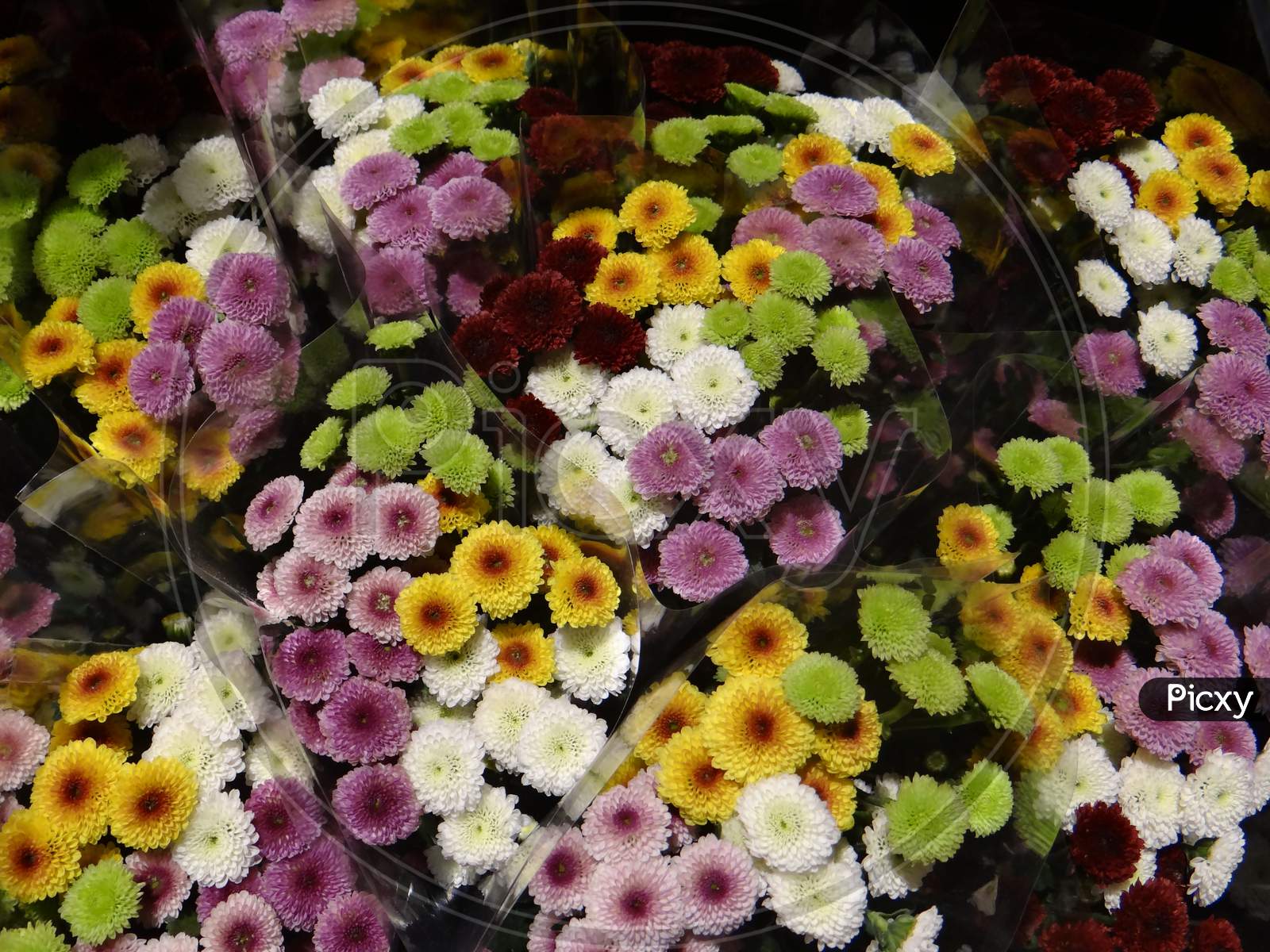 Cut flowers