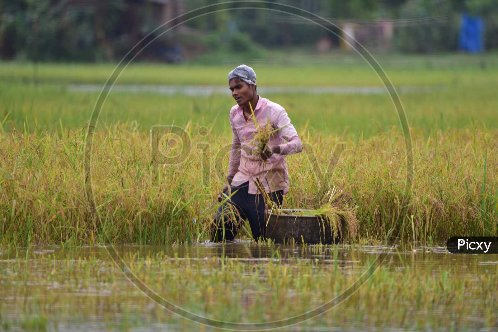 Villagers Cutting Harvest Crop In A Flooded Paddy Field At Kampur In Nagaon District Of Assam On May 27,2020