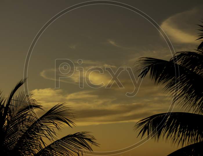 Shocking And Beautiful Sunset Between Coconut Or Palm Trees. Tropical Vacation Landscape.