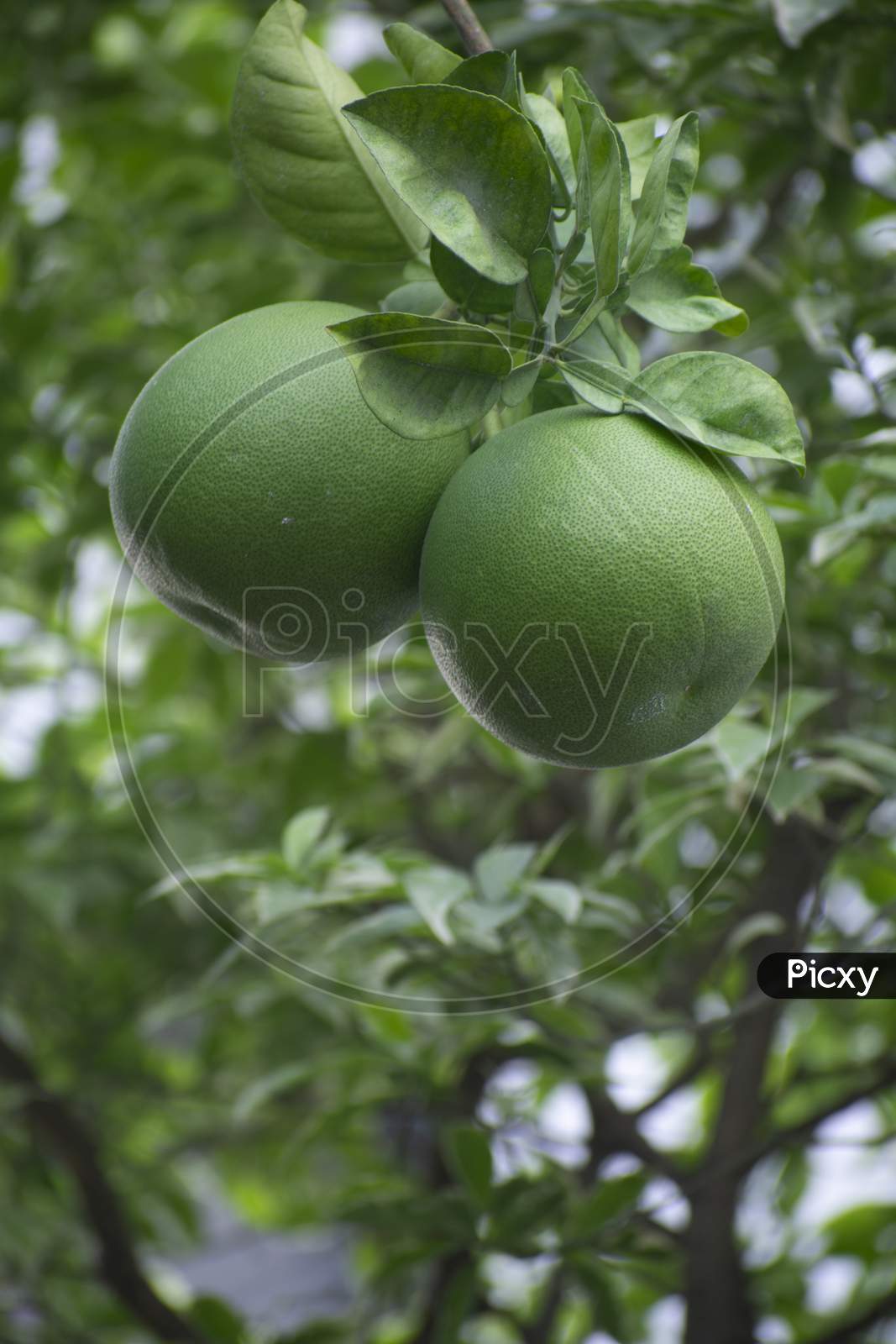 The Pomelo, Pummelo, Or In Scientific Terms Citrus Maxima Or Citrus Grandis, Is The Largest Citrus Fruit From The Family Rutaceae And The Principal Ancestor Of The Grapefruit