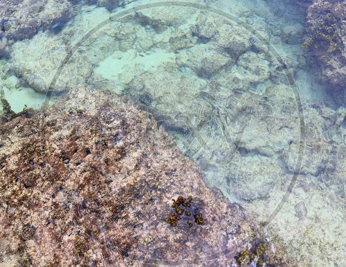 Colorful seabed shots taken at the beaches of the Seychelles island