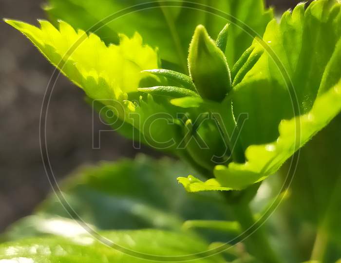 Beautiful fresh green leaflets and buds of hibiscus flower plant