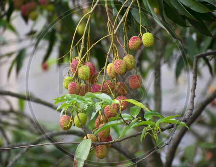 Lychee Is The Sole Member Of The Genus Litchi In The Soapberry Family, Sapindaceae