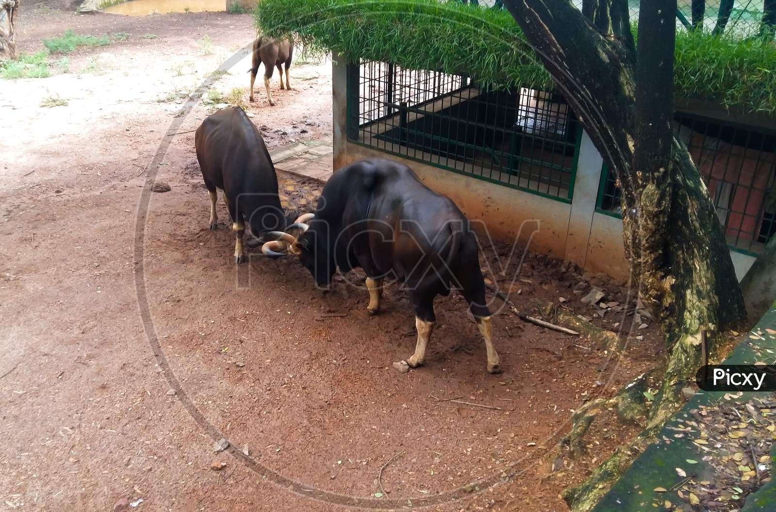Two Brown Heavy Bulls Fighting With Each Other In India.