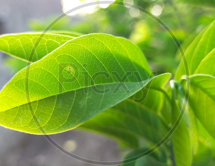 Green leaf photography