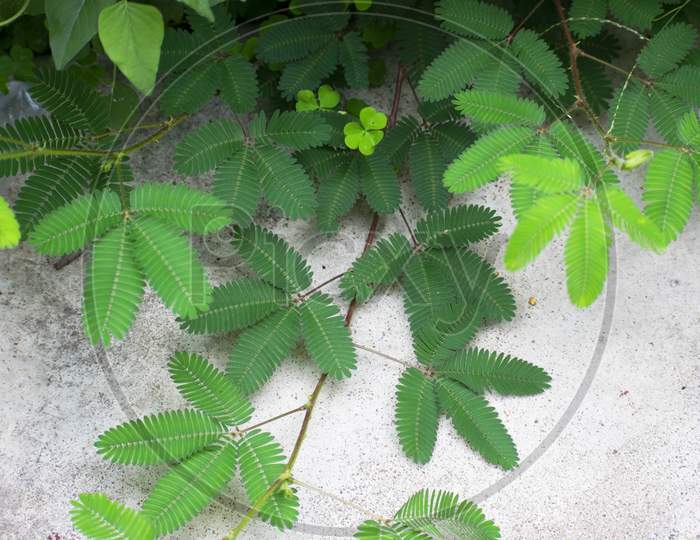 Descriptionmimosa Pudica Is A Creeping Annual Or Perennial Flowering Plant Of The Pea/Legume Family Fabaceae And Magnoliopsida Taxon