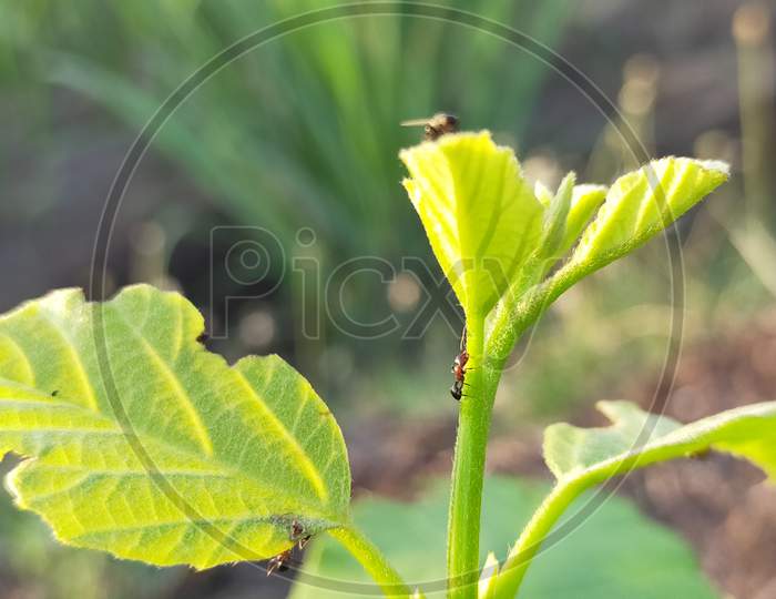Beautiful photography of ant on fresh green leaves