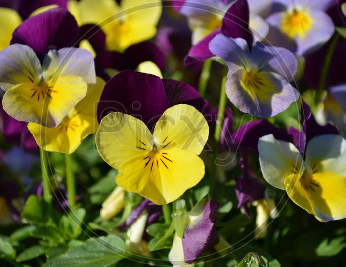 Small Pansy Flowers