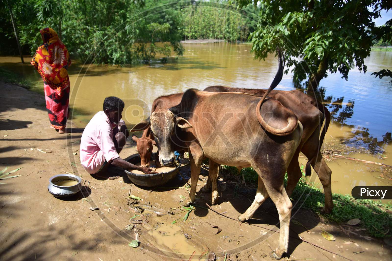 Villagers Feed their Cattle at a Makeshift Shelter  At Flood Affected Bakulguri Village Near Kampur In Nagaon District Of Assam On May 27,2020.