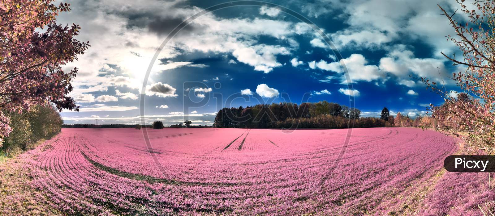 Beautiful pink infrared landscape panorama with a deep blue sky in high resolution