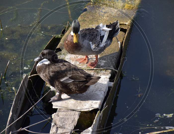 Black And White Ducks In The Lake, Bhopal