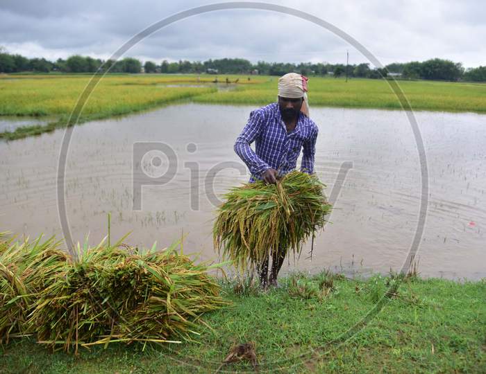 Villagers Cutting Harvest Crop In A Flooded Paddy Field At Kampur In Nagaon District Of Assam On May 27,2020.