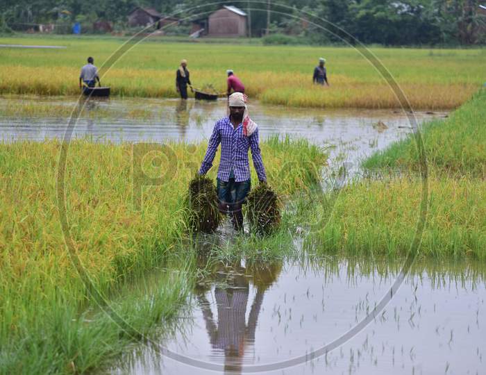 Villagers Cutting Harvest Crop In A Flooded Paddy Field At Kampur In Nagaon District Opf Assam On May 27,2020.