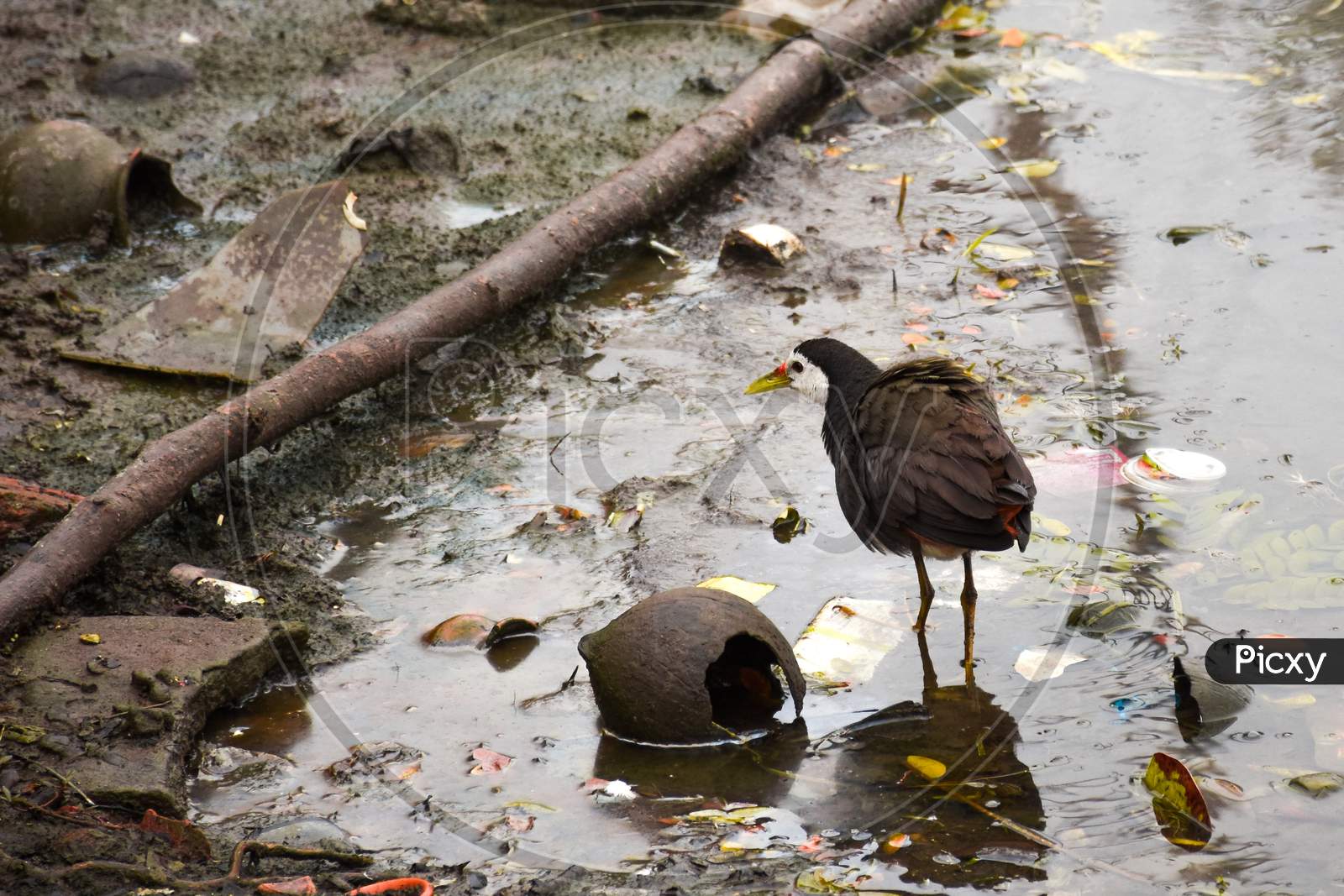White breasted waterhen at pond.