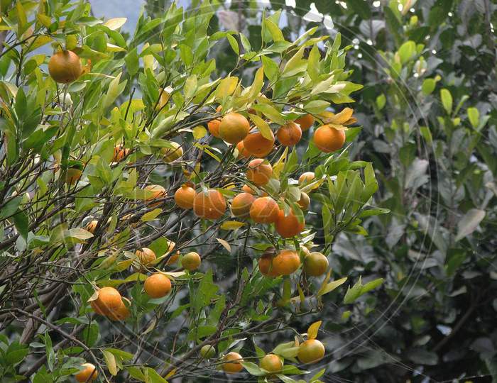 The Mandarin Orange Or Citrus Reticulate Blanco Is A Major Cash Crop Of The Darjeeling Hills