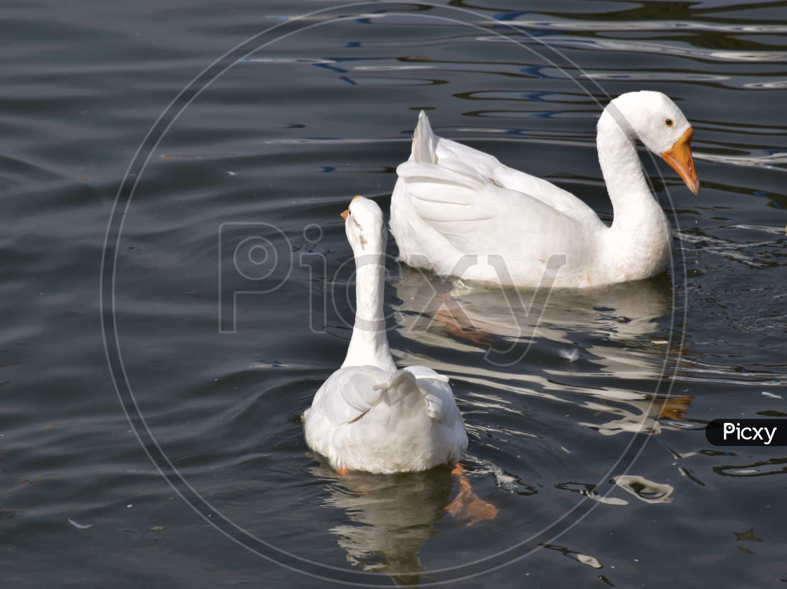 Group Of White Ducks In The Lake