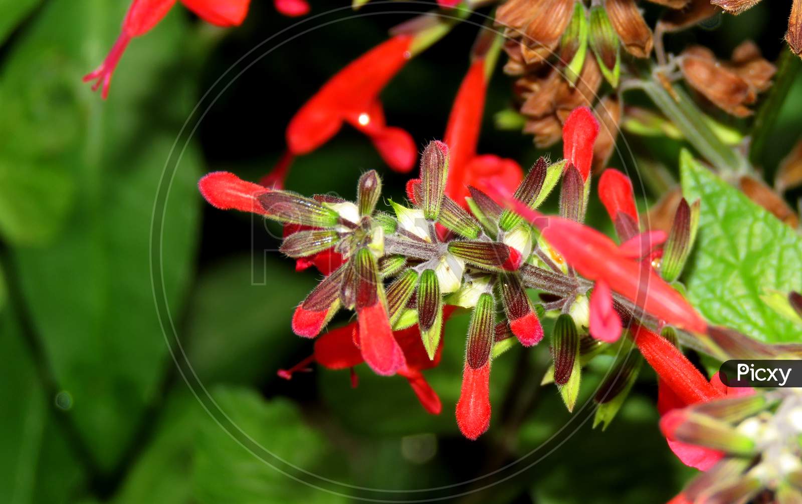 Scarlet sage flowers in the Garden ,Close up of red flower,