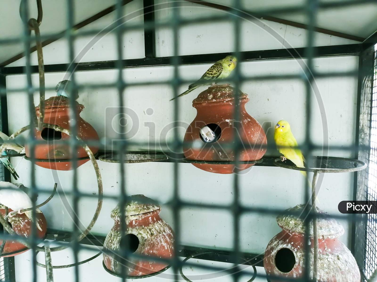 There Are Couple Of Lovebirds In Its Cage.