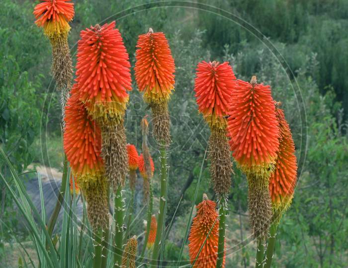 Torch Lily or Red Hot Poker Flowering Plant