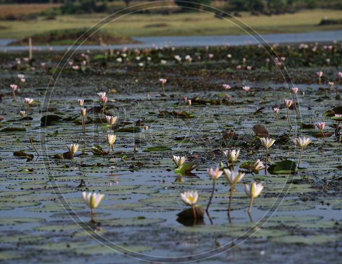 Nymphaea, Water Lilly flowers blooming in a rural village pond.
