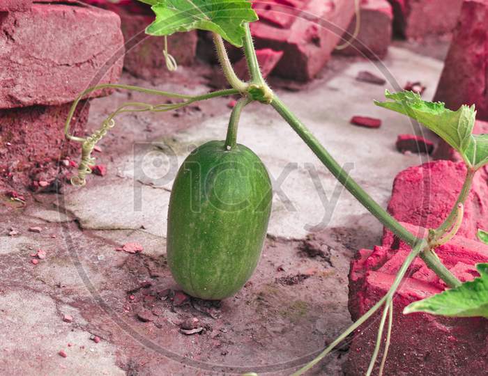 Green gourd in the red colored soil of the brick kiln