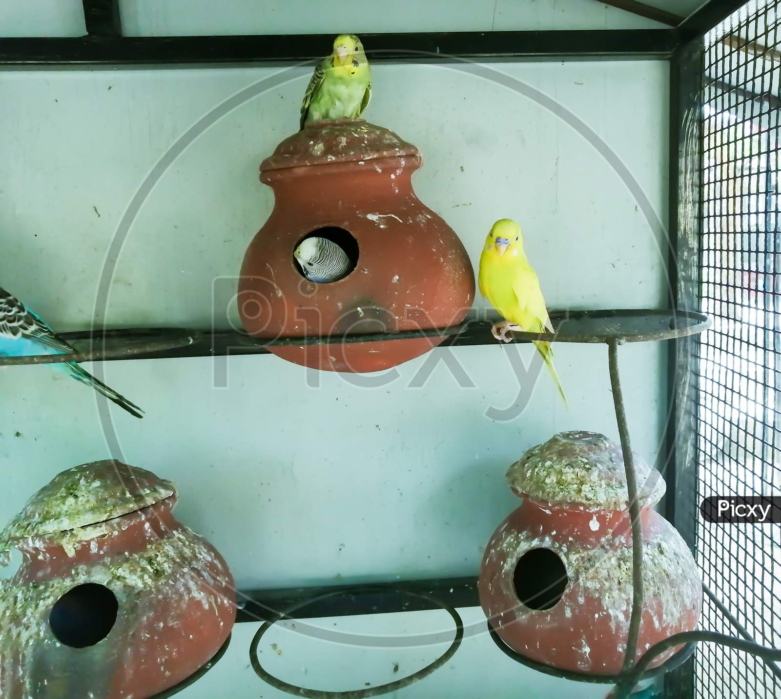 There Are Couple Of Lovebirds In Its Cage.