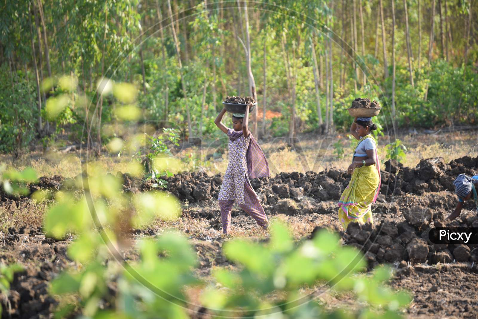 MGNREGS labourers clear the land for the cultivation of paddy crops at a field in Velairpadu, Andhra Pradesh, May 15, 2020.