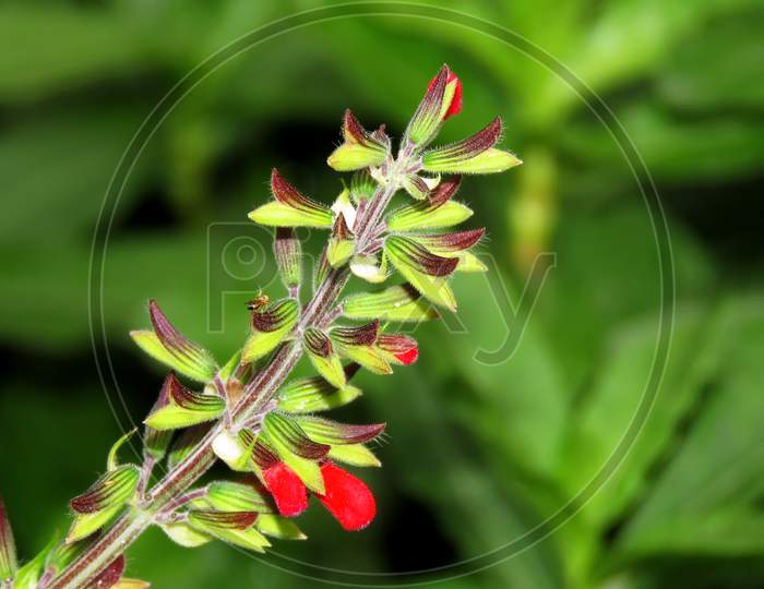 Red Sage flower buds Flower buds,isolated flower buds.