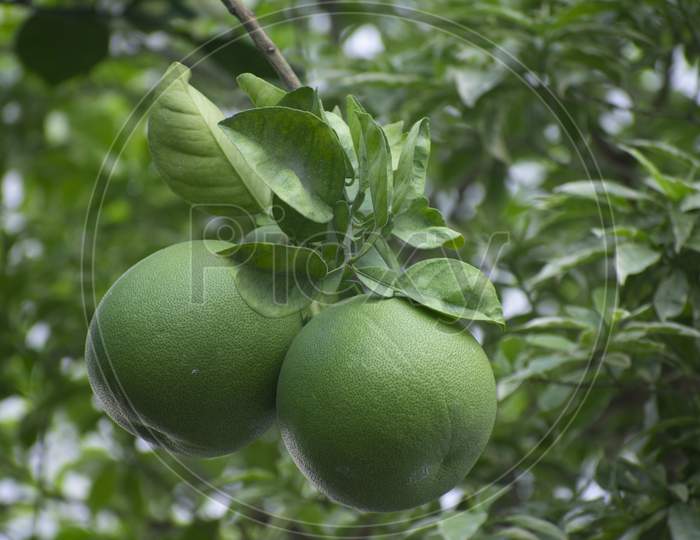 The Pomelo, Pummelo, Or In Scientific Terms Citrus Maxima Or Citrus Grandis, Is The Largest Citrus Fruit From The Family Rutaceae And The Principal Ancestor Of The Grapefruit