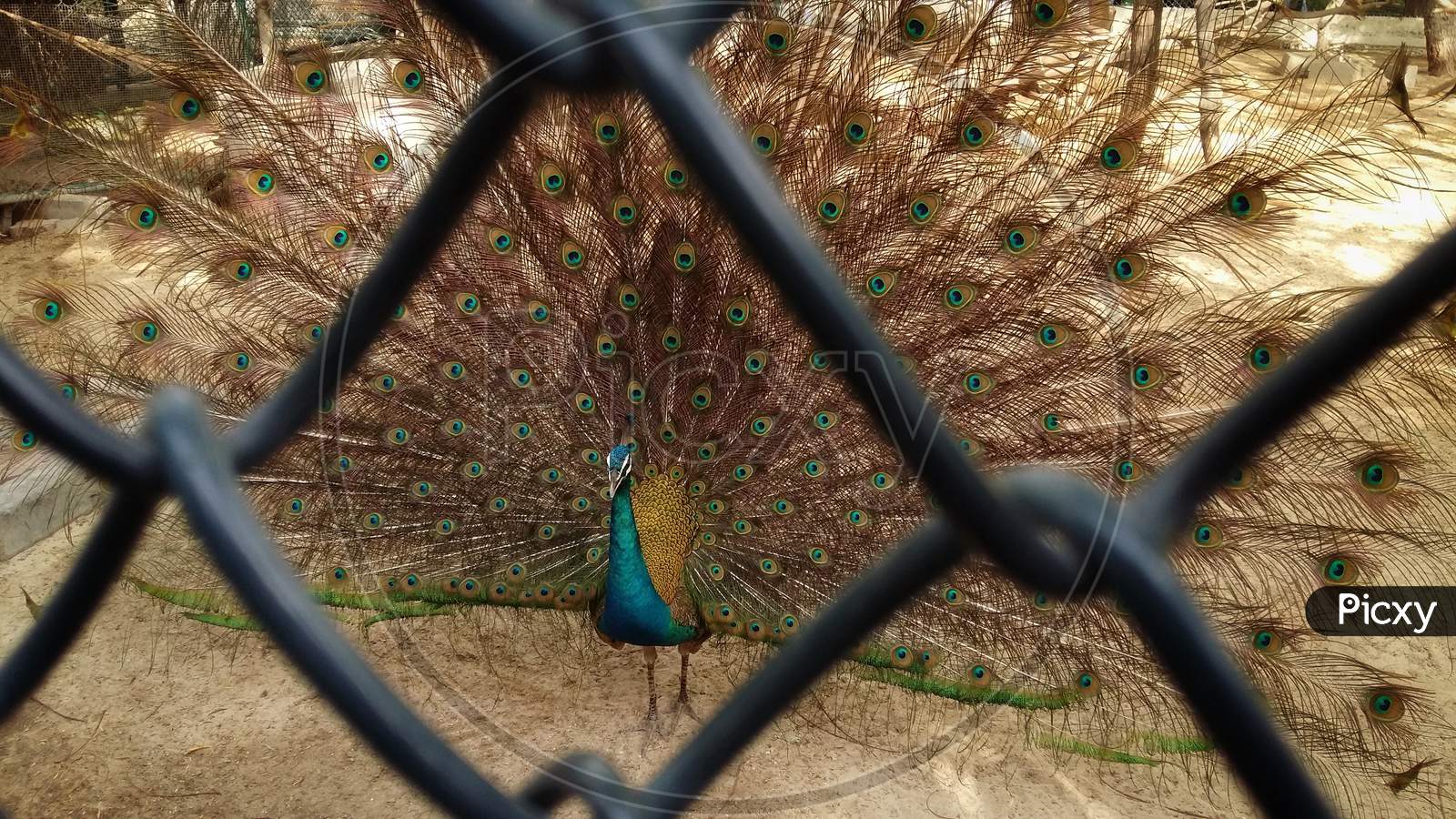 A Beautiful Peacock Behind The Cage.