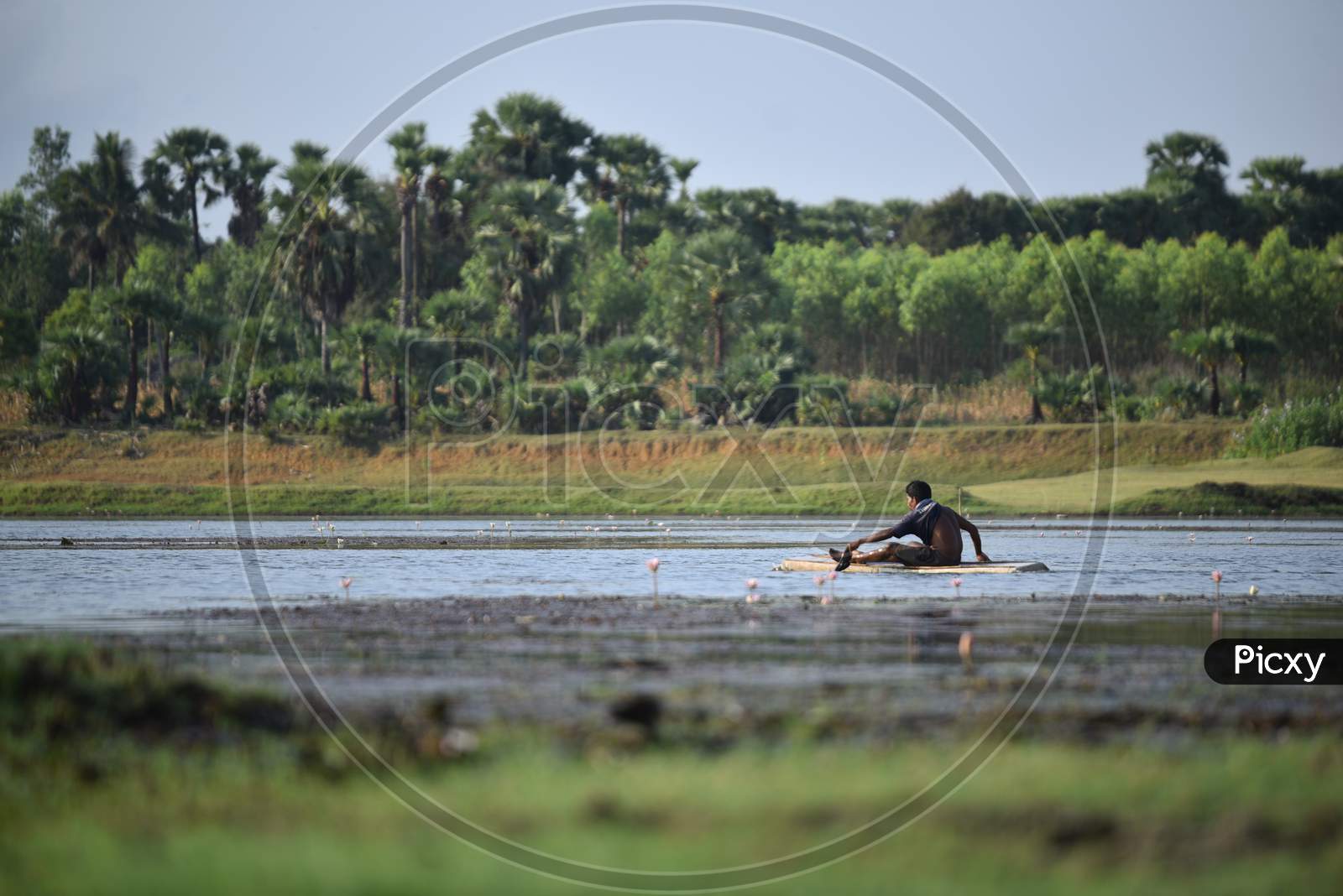 A fisherman uses a thermocol sheet to catch fish in a pond, Aswaraopet, May 13, 2020.