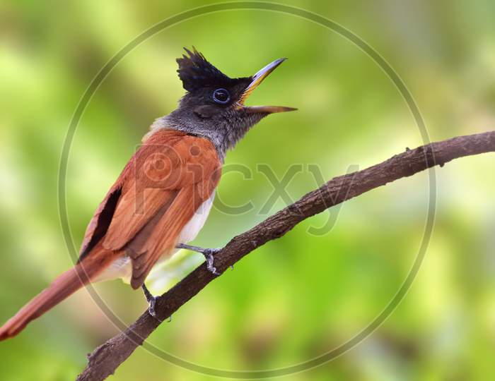 Asian Or Indian Paradise Flycatcher