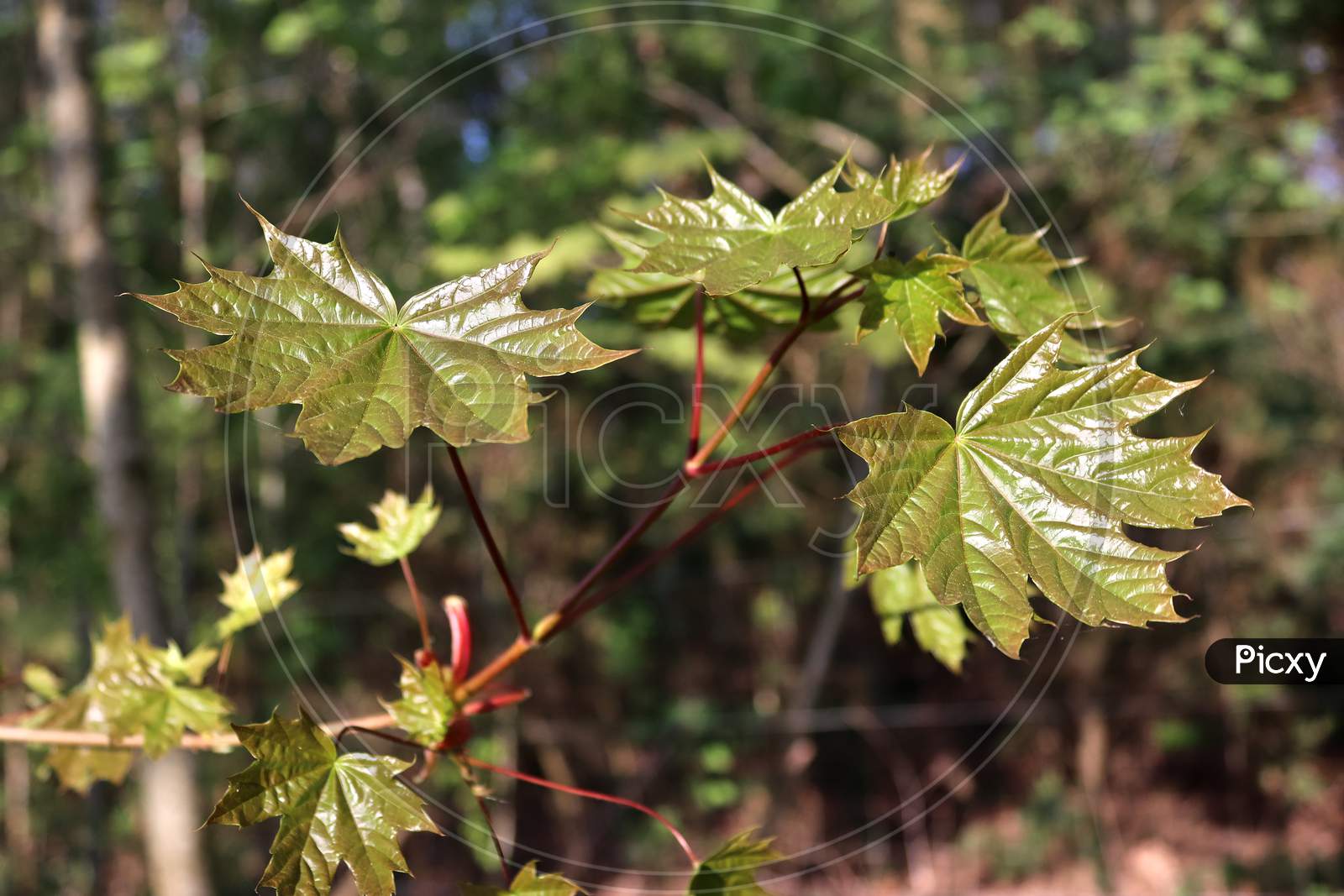 Fresh leaves at a tree branch in springtime with a soft bokeh background