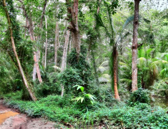 Beautiful green rainforest shots in different places on the Seychelles