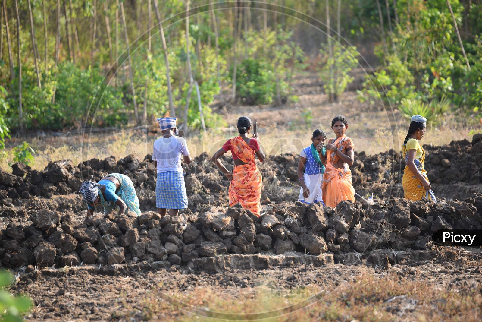 MGNREGS labourers clear the land for the cultivation of paddy crops at a field in Velairpadu, Andhra Pradesh, May 15, 2020.