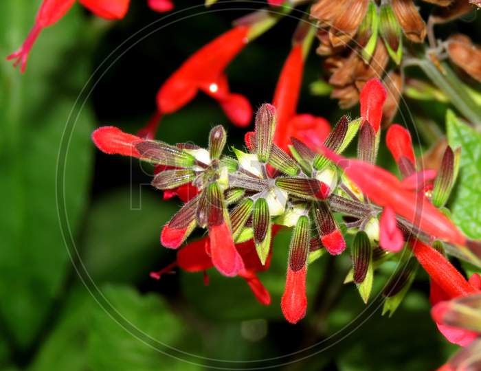 Scarlet sage flowers in the Garden ,Close up of red flower,