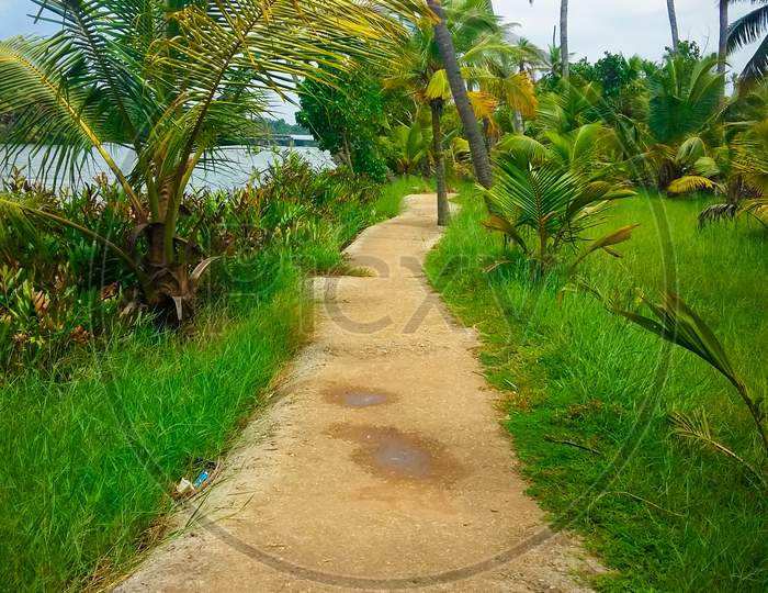 Muddy Path Near Shores Of Kerala Backwaters Filled With Greenery.