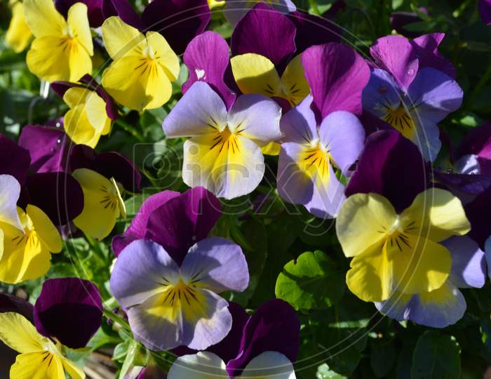 Tricolor Pansy