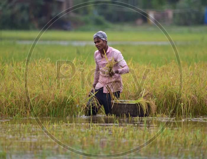 Villagers Cutting Harvest Crop In A Flooded Paddy Field At Kampur In Nagaon District Of Assam On May 27,2020