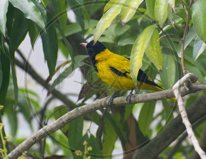 The Black Hooded Oriole Is A Member Of The Oriole Family Of Passerine Birds And Is A Resident Breeder In Tropical Southern Asia From India And Sri Lanka East To Indonesia