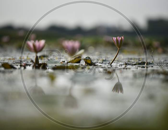 Water Lily flowers blooming in a pond, Aswaraopet, May 13, 2020