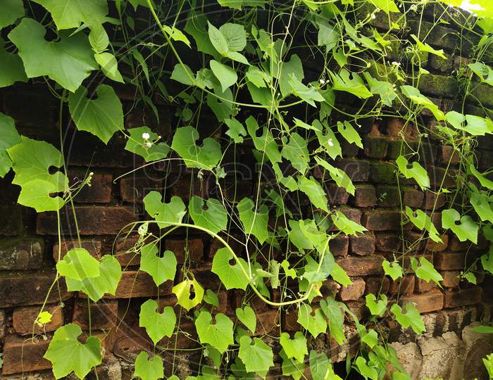 Tree climbing on old red brick wall background, Green creeper Plant