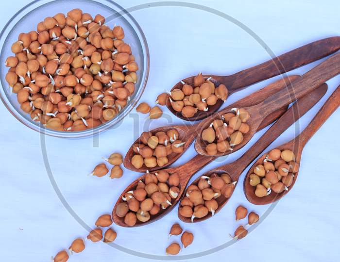 fresh germinated chickpeas with wooden spoon on white background