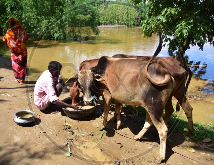 Villagers Feed their Cattle at a Makeshift Shelter  At Flood Affected Bakulguri Village Near Kampur In Nagaon District Of Assam On May 27,2020.