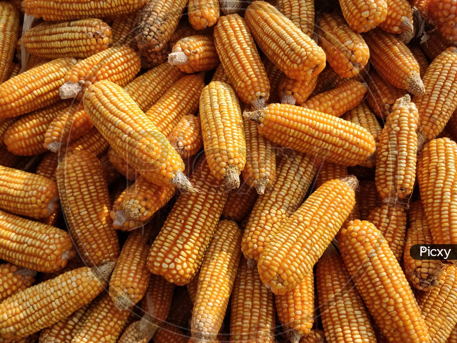 Sweet corn seeds