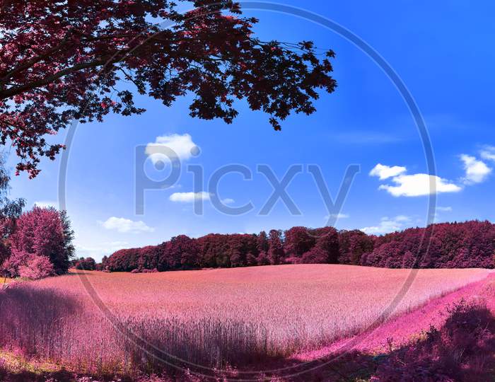 Beautiful pink infrared landscape panorama with a deep blue sky in high resolution
