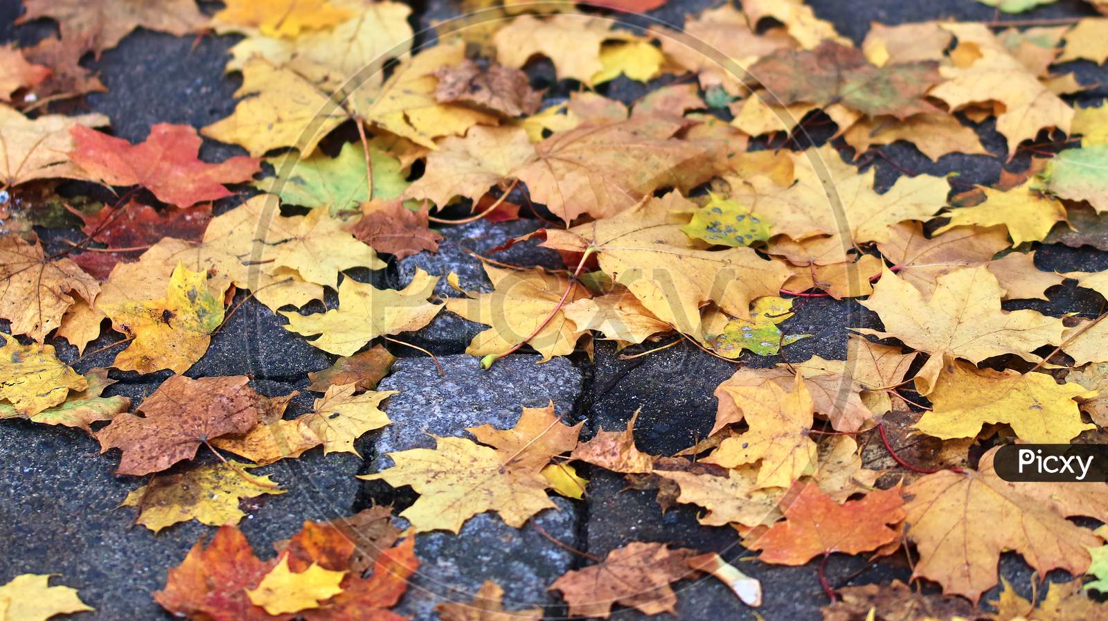 Colorful texture of autumnal maple leaves on the ground in a forest in high resolution